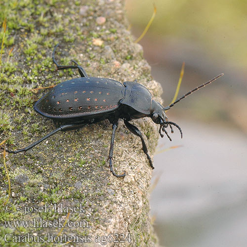 Carabus hortensis Biegacz ogrodowy Bystruška záhradná Střevlík zahradní Жужелица садовая Garden carabus Guldpletløber Puistokiitäjäinen Carabe des jardins Aranypettyes futrinka