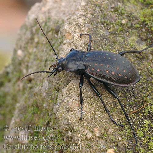 Carabus hortensis Střevlík zahradní Жужелица садовая Garden carabus Guldpletløber Puistokiitäjäinen Carabe des jardins Aranypettyes futrinka Gartenlaufkäfer Biegacz ogrodowy Bystruška záhradná