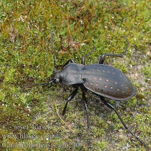 Carabus hortensis Жужелица садовая Garden carabus Guldpletløber Puistokiitäjäinen Carabe des jardins Aranypettyes futrinka Gartenlaufkäfer Biegacz ogrodowy Bystruška záhradná