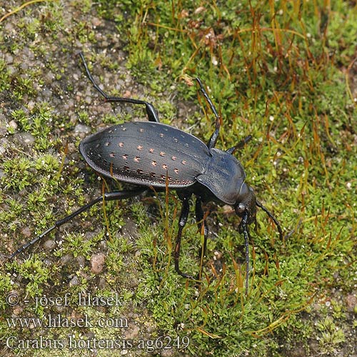 Carabus hortensis Carabe des jardins Aranypettyes futrinka Gartenlaufkäfer Biegacz ogrodowy Bystruška záhradná Střevlík zahradní Жужелица садовая Garden carabus Guldpletløber Puistokiitäjäinen