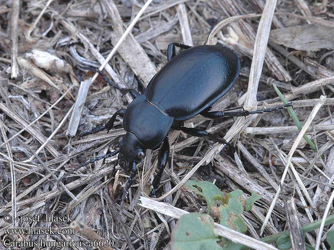 Carabus hungaricus Magyar futrinka Bystruška južná Střevlík uherský panonský Жужелица венгерская