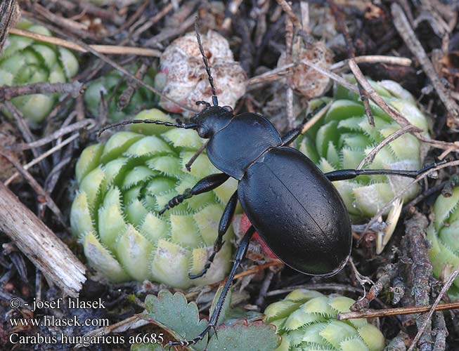 Carabus hungaricus Bystruška južná Střevlík uherský panonský Жужелица венгерская