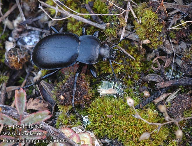 Carabus hungaricus Střevlík uherský panonský Жужелица венгерская