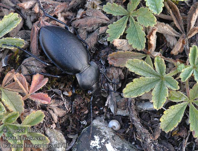 Carabus hungaricus Жужелица венгерская