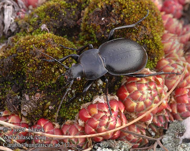 Carabus hungaricus Bystruška južná Střevlík uherský panonský Жужелица венгерская Magyar futrinka