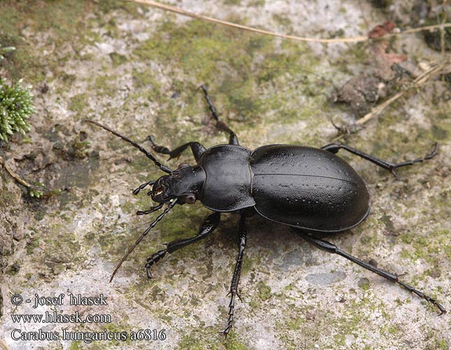 Carabus hungaricus Střevlík uherský panonský Жужелица венгерская Magyar futrinka