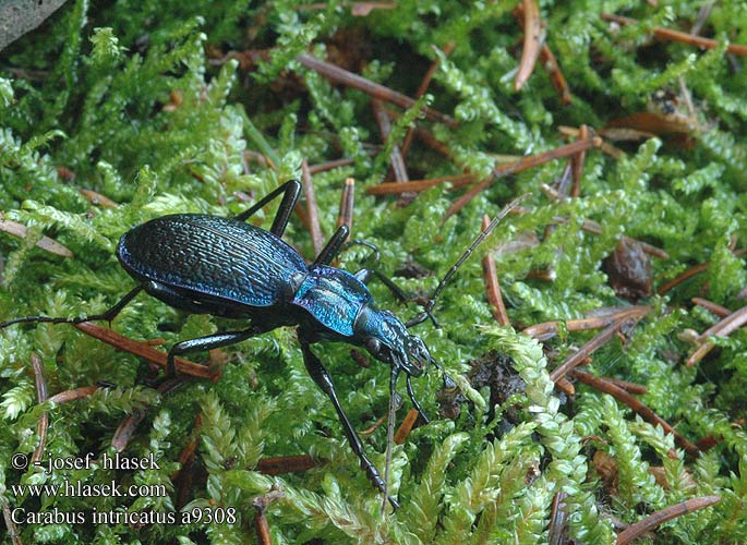 Carabus intricatus Bøgeskovsløberen Bøgeløber Carabe embrouillé Lapos kékfutrinka Dunkelblaue Laufkäfer Biegacz pomarszczony Bystruška vráskavá Střevlík vrásčitý Bokskogslöpare Жужелица плутающая Grakštusis puošniažygis