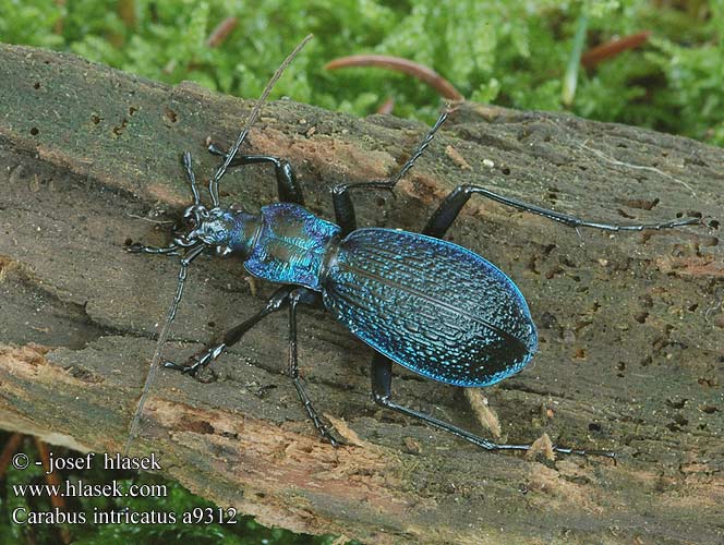 Carabus intricatus Carabe embrouillé Lapos kékfutrinka Dunkelblaue Laufkäfer Biegacz pomarszczony Bystruška vráskavá Střevlík vrásčitý Bokskogslöpare Жужелица плутающая Grakštusis puošniažygis Blue ground beetle Bøgeskovsløberen Bøgeløber