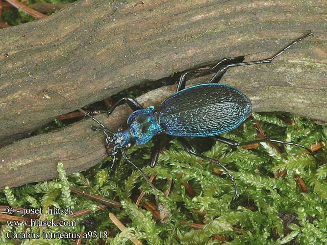 Carabus intricatus Lapos kékfutrinka Dunkelblaue Laufkäfer Biegacz pomarszczony Bystruška vráskavá Střevlík vrásčitý Bokskogslöpare Жужелица плутающая Grakštusis puošniažygis Blue ground beetle Bøgeskovsløberen Bøgeløber