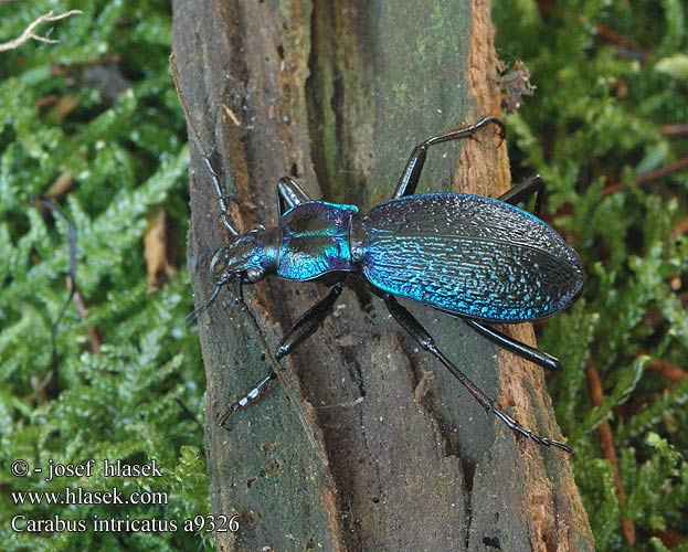 Carabus intricatus Dunkelblaue Laufkäfer Biegacz pomarszczony Bystruška vráskavá Střevlík vrásčitý Bokskogslöpare Жужелица плутающая Grakštusis puošniažygis Blue ground beetle Bøgeskovsløberen Bøgeløber