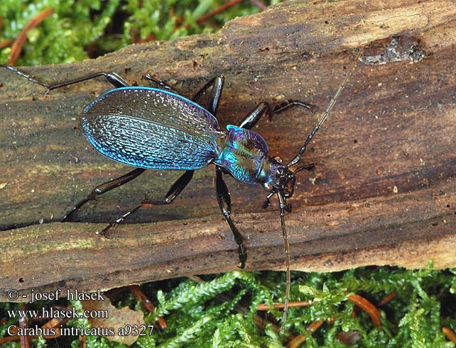 Carabus intricatus Biegacz pomarszczony Bystruška vráskavá Střevlík vrásčitý Bokskogslöpare Жужелица плутающая Grakštusis puošniažygis Blue ground beetle Bøgeskovsløberen Bøgeløber Carabe embrouillé Lapos kékfutrinka Dunkelblaue Laufkäfer