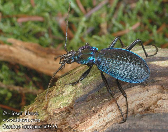 Carabus intricatus Bystruška vráskavá Střevlík vrásčitý Bokskogslöpare Жужелица плутающая Grakštusis puošniažygis Blue ground beetle Bøgeskovsløberen Bøgeløber Carabe embrouillé Lapos kékfutrinka Dunkelblaue Laufkäfer