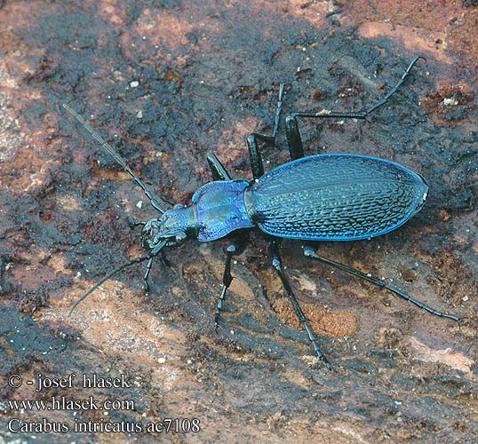 Carabus intricatus Střevlík vrásčitý Bokskogslöpare Жужелица плутающая Grakštusis puošniažygis Blue ground beetle Bøgeskovsløberen Bøgeløber Carabe embrouillé Lapos kékfutrinka Dunkelblaue Laufkäfer