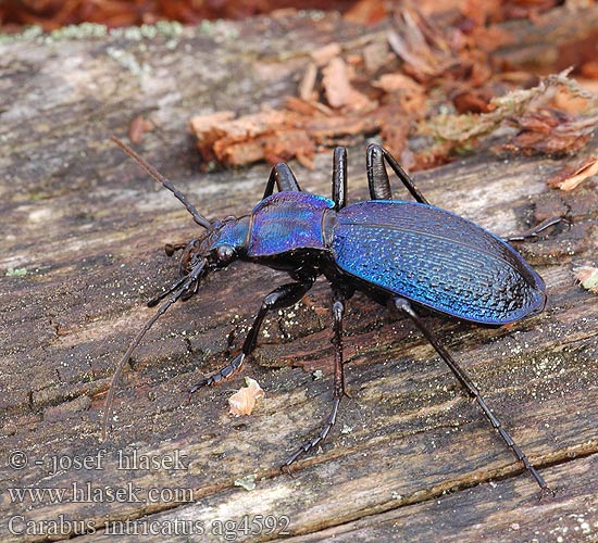 Carabus intricatus Жужелица плутающая Grakštusis puošniažygis Blue ground beetle Bøgeskovsløberen Bøgeløber Carabe embrouillé Lapos kékfutrinka Dunkelblaue Laufkäfer Biegacz pomarszczony Bystruška vráskavá Střevlík vrásčitý Bokskogslöpare