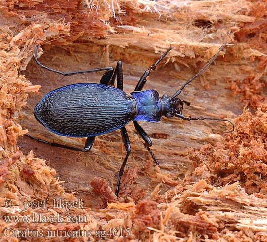 Carabus intricatus Жужелица плутающая Grakštusis puošniažygis Blue ground beetle Bøgeløber Carabe embrouillé Lapos kékfutrinka Dunkelblaue Laufkäfer Biegacz pomarszczony Bystruška vráskavá Střevlík vrásčitý Bokskogslöpare