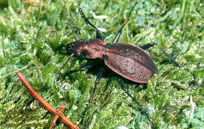 Carabus irregularis Carabe irrégulier Alhavasi futrinka