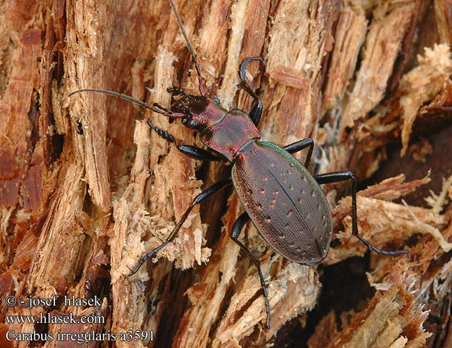 Carabus irregularis Schluchtenwald Laufkäfer Schluchtenwaldlaufkäfer