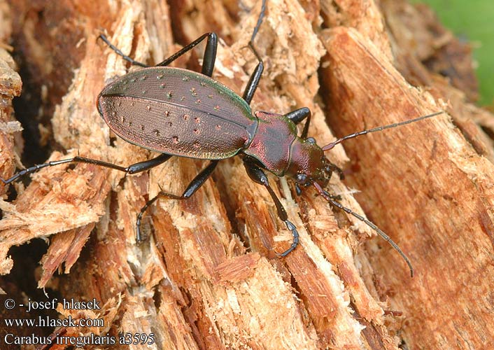 Carabus irregularis Alhavasi futrinka Schluchtenwald Laufkäfer