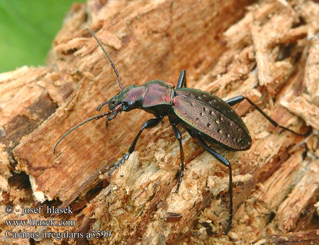 Carabus irregularis Biegacz dołkowany Bystruška nepravidelná