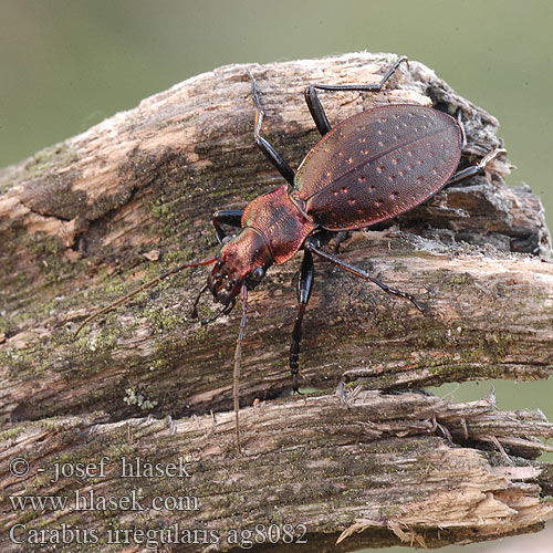 Carabus irregularis Bystruška nepravidelná