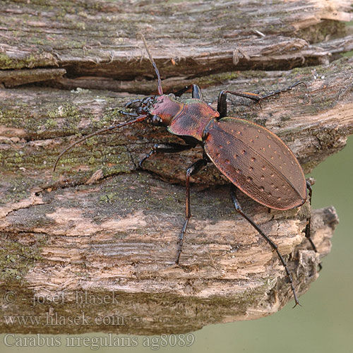 Carabus irregularis Střevlík nepravidelný Carabe irrégulier