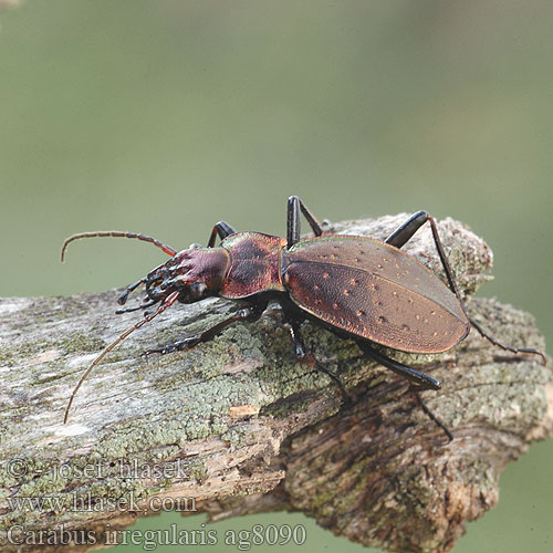 Carabus irregularis Carabe irrégulier