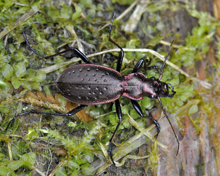 Střevlík nepravidelný Carabus irregularis