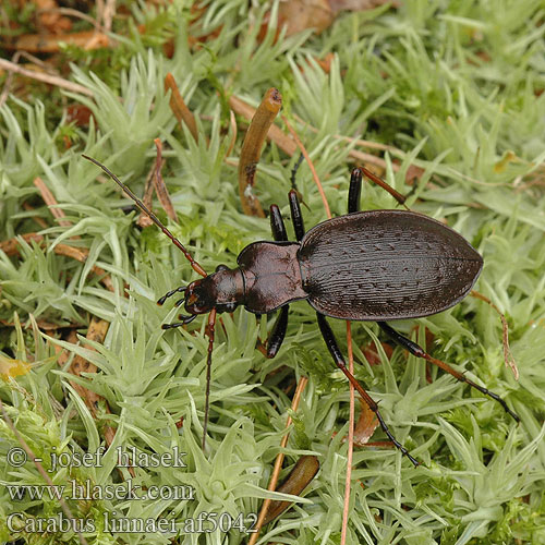 Carabus linnaei Linnes Laufkäfer Biegacz Linneusza střevlík Linnéův