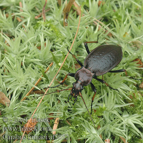 Carabus linnaei Biegacz Linneusza střevlík Linnéův