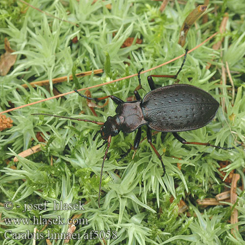 Carabus linnaei střevlík Linnéův Linnes Laufkäfer Biegacz Linneusza