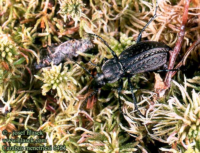 Carabus menetriesi Střevlík Ménetriesův Жужелица Менетрие Hochmoorlaufkäfer Biegacz Menetriesego