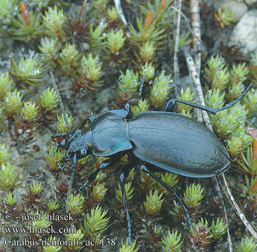 Carabus nemoralis Ligeti futrinka Hainlaufkäfer Biegacz gajowy Bystruška hájová Střevlík hajní Parklöpare Vanlig jordløper Жужелица лесная Kratløber Lehtokiitäjäinen Carabe bois Tuinschalebijter