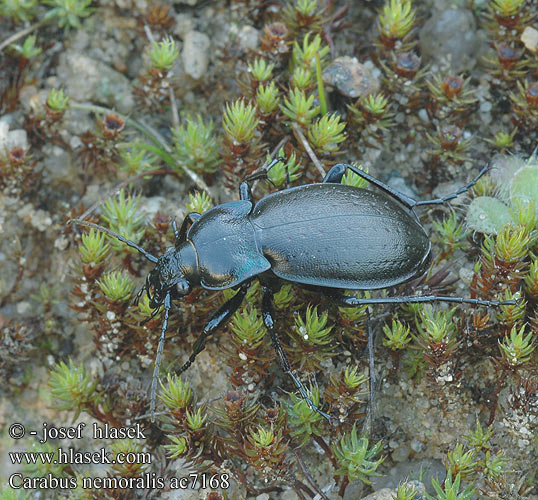 Carabus nemoralis Hainlaufkäfer Biegacz gajowy Bystruška hájová Střevlík hajní Parklöpare Vanlig jordløper Жужелица лесная Kratløber Lehtokiitäjäinen Carabe bois Tuinschalebijter