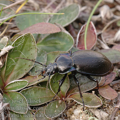 Carabus nemoralis Biegacz gajowy Bystruška hájová Střevlík hajní Parklöpare Vanlig jordløper Жужелица лесная Kratløber Lehtokiitäjäinen Carabe bois Tuinschalebijter Ligeti futrinka Hainlaufkäfer