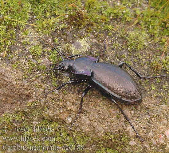 Carabus nemoralis Střevlík hajní Parklöpare Vanlig jordløper Жужелица лесная Kratløber Lehtokiitäjäinen Carabe bois Tuinschalebijter Ligeti futrinka Hainlaufkäfer Biegacz gajowy Bystruška hájová