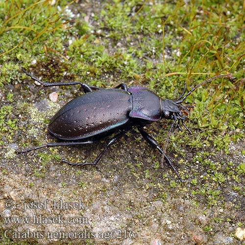 Carabus nemoralis Жужелица лесная Kratløber Lehtokiitäjäinen Carabe bois Tuinschalebijter Ligeti futrinka Hainlaufkäfer Biegacz gajowy Bystruška hájová Střevlík hajní Parklöpare Vanlig jordløper