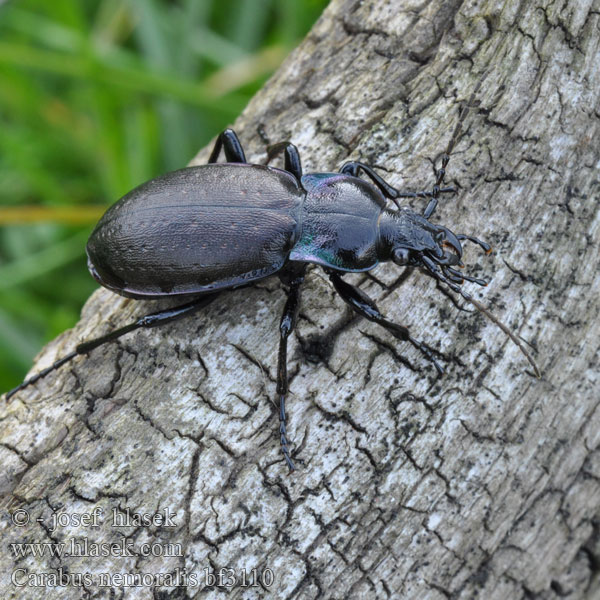 Tuinschalebijter Ligeti futrinka Hainlaufkäfer Biegacz gajowy Bystruška hájová Střevlík hajní Parklöpare Vanlig jordløper Жужелица лесная Carabus nemoralis Kratløber Lehtokiitäjäinen Carabe bois