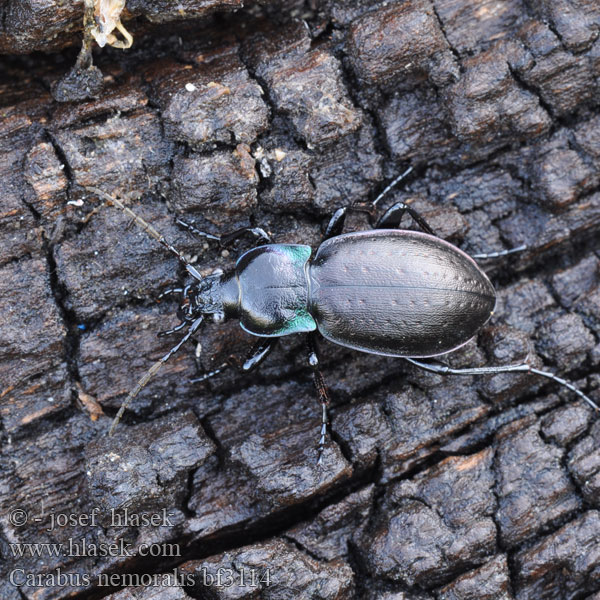 Bystruška hájová Střevlík hajní Parklöpare Vanlig jordløper Жужелица лесная Carabus nemoralis Kratløber Lehtokiitäjäinen Carabe bois Tuinschalebijter Ligeti futrinka Hainlaufkäfer Biegacz gajowy