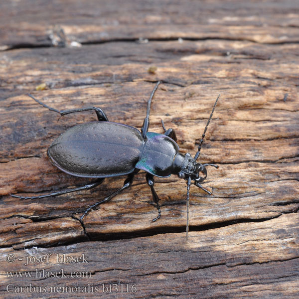 Жужелица лесная Carabus nemoralis Kratløber Lehtokiitäjäinen Carabe bois Tuinschalebijter Ligeti futrinka Hainlaufkäfer Biegacz gajowy Bystruška hájová Střevlík hajní Parklöpare Vanlig jordløper