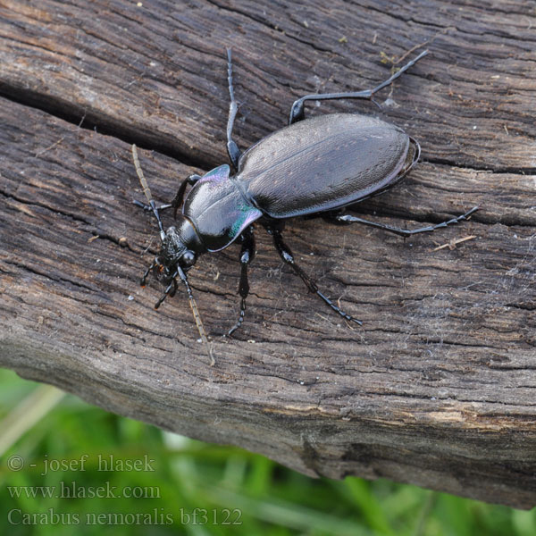 Hainlaufkäfer Biegacz gajowy Bystruška hájová Střevlík hajní Parklöpare Vanlig jordløper Жужелица лесная Carabus nemoralis Kratløber Lehtokiitäjäinen Carabe bois Tuinschalebijter Ligeti futrinka