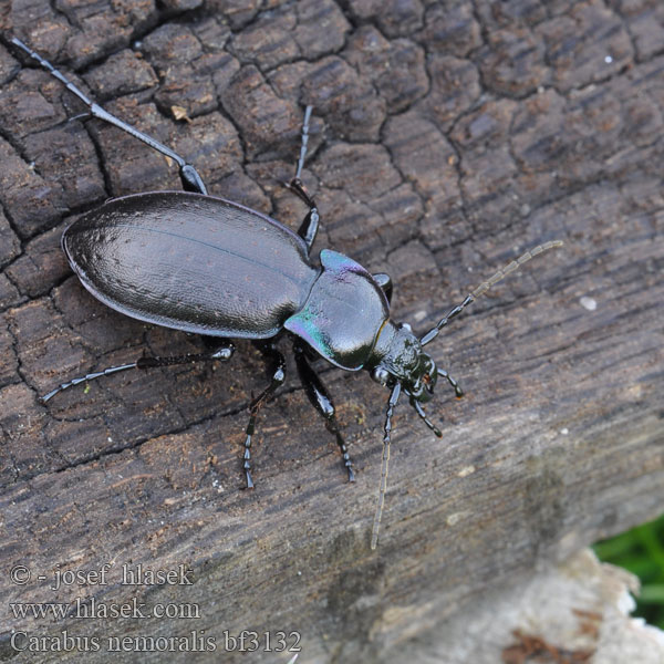 Biegacz gajowy Bystruška hájová Střevlík hajní Parklöpare Vanlig jordløper Жужелица лесная Carabus nemoralis Kratløber Lehtokiitäjäinen Carabe bois Tuinschalebijter Ligeti futrinka Hainlaufkäfer