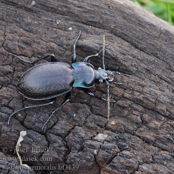 Střevlík hajní Parklöpare Vanlig jordløper Жужелица лесная Carabus nemoralis Kratløber Lehtokiitäjäinen Carabe bois Tuinschalebijter Ligeti futrinka Hainlaufkäfer Biegacz gajowy Bystruška hájová