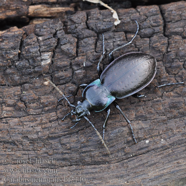 Parklöpare Vanlig jordløper Жужелица лесная Carabus nemoralis Kratløber Lehtokiitäjäinen Carabe bois Tuinschalebijter Ligeti futrinka Hainlaufkäfer Biegacz gajowy Bystruška hájová Střevlík hajní