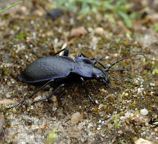 Blauvioletter Waldlaufkäfer Biegacz problematyczny Carabus problematicus Jysk Løber Carabe problématique Láncos futrinka