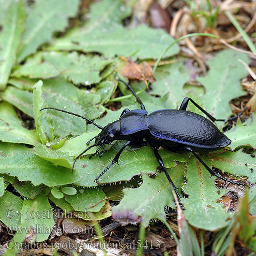 Carabus problematicus Jysk Løber Carabe problématique láncos futrinka Blauvioletter Waldlaufkäfer biegacz problematyczny