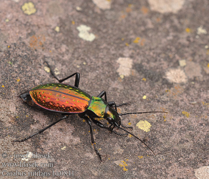 Carabus rutilans Chrysocarabus Cárabo rutilante Carabe rutilant