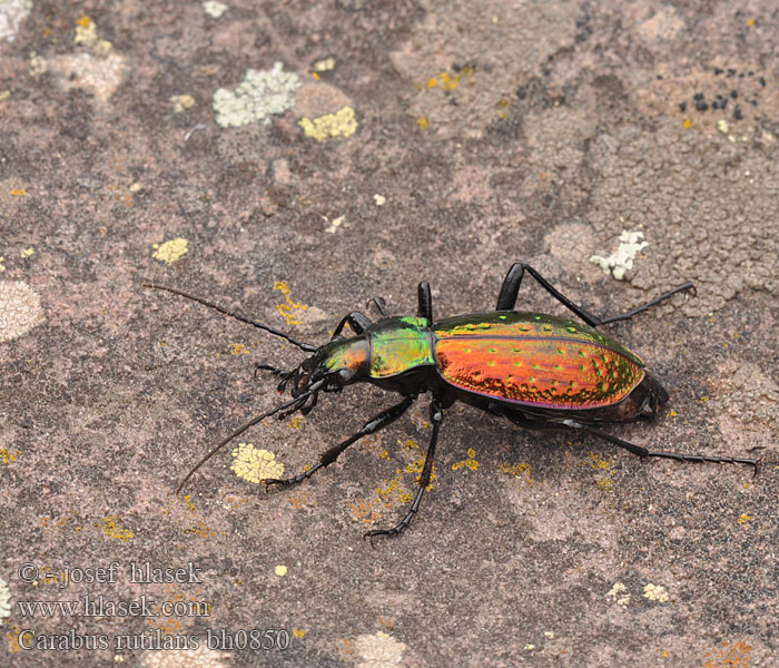 Cárabo rutilante Carabe rutilant Carabus rutilans Chrysocarabus