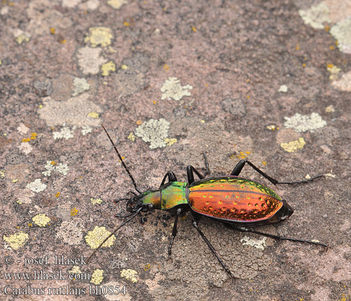 Carabe rutilant Carabus rutilans Chrysocarabus Cárabo rutilante