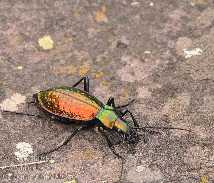 Chrysocarabus rutilans Carabus Cárabo rutilante Carabe rutilant