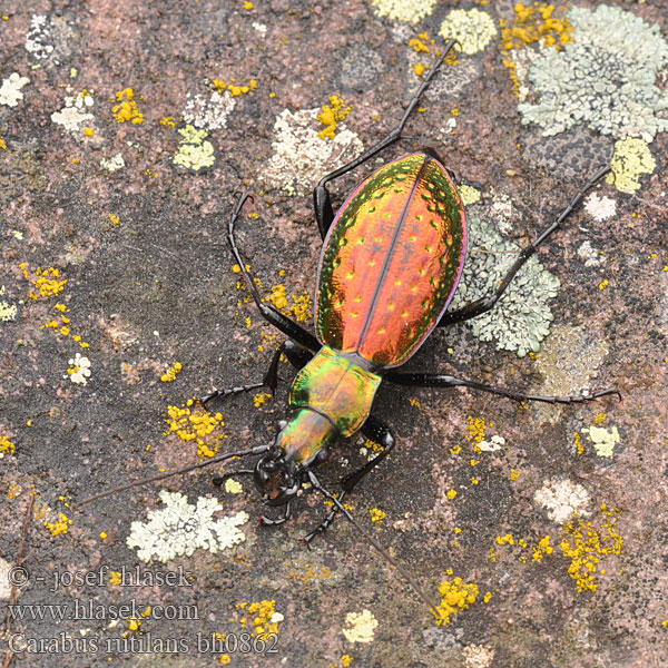 Cárabo rutilante Carabe rutilant Chrysocarabus rutilans Carabus